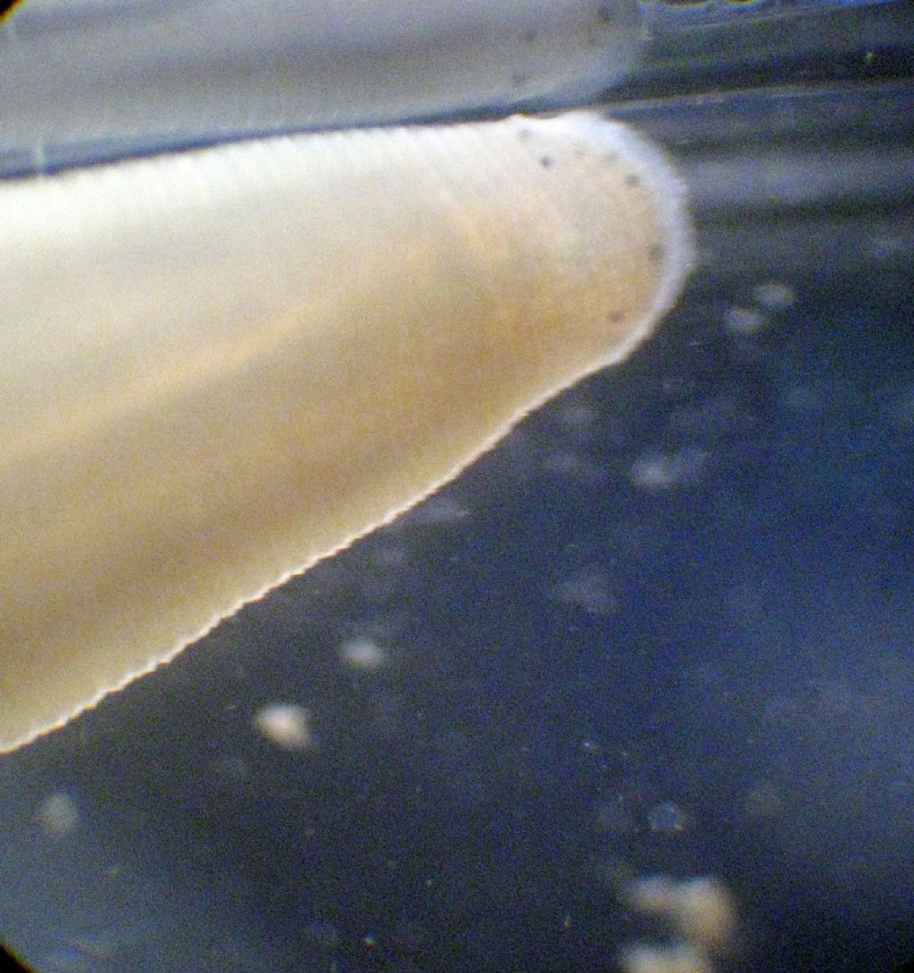 Identificazione di una sanguisuga: Trocheta subviridis